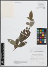 Foto von Salix appendiculata Vill.